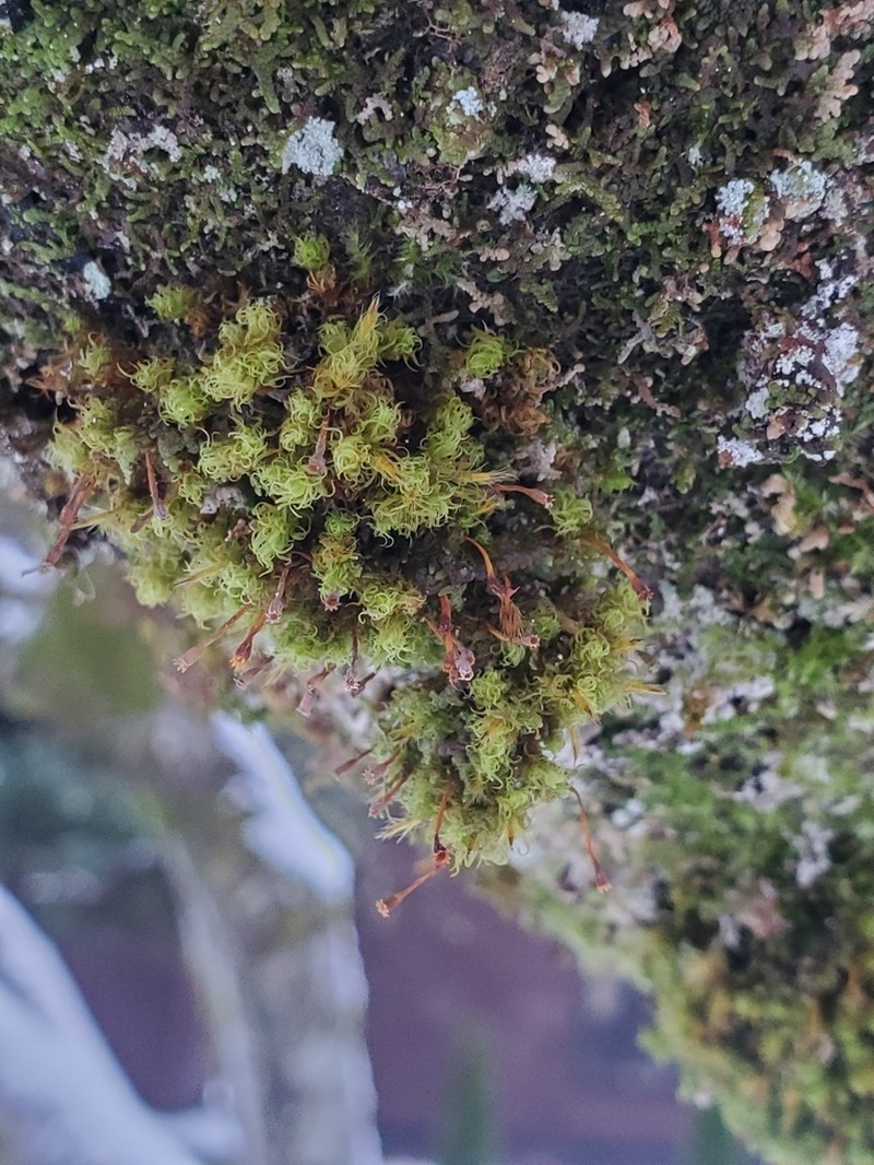 Ulota Moss photo 7