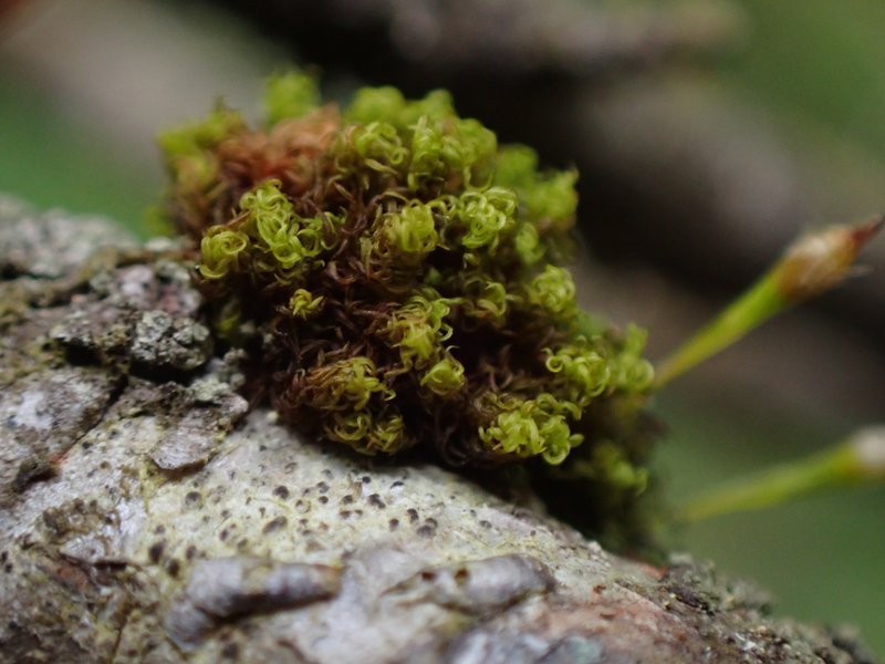 Ulota Moss