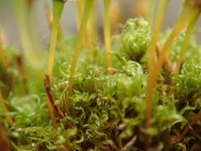 Ulota Moss photo 7