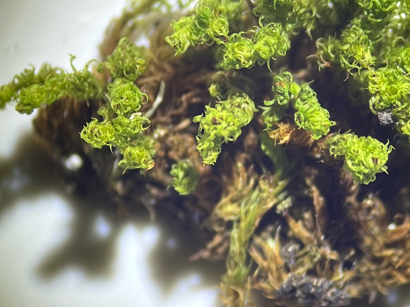 Ulota Moss