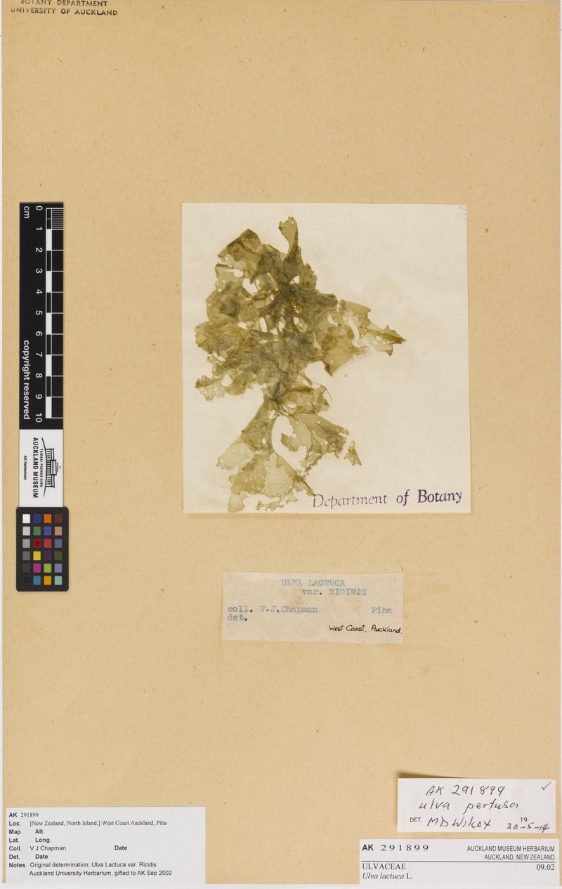 Sea Lettuce photo 4