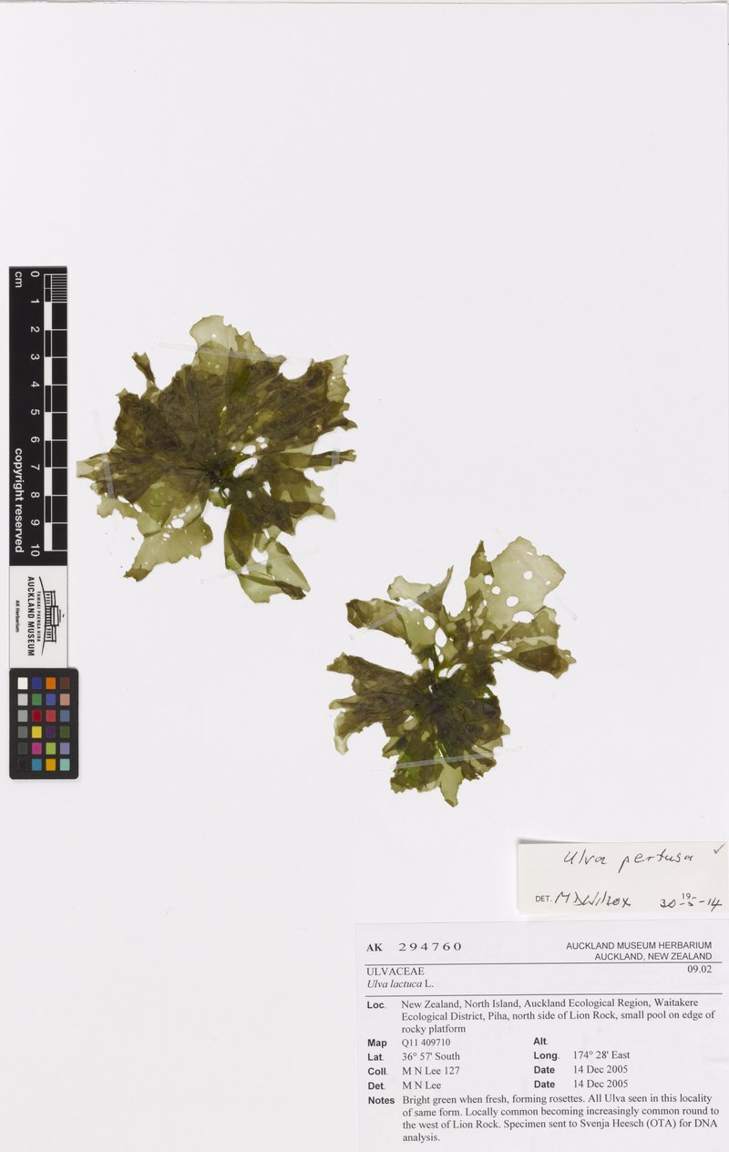 Sea Lettuce photo 6