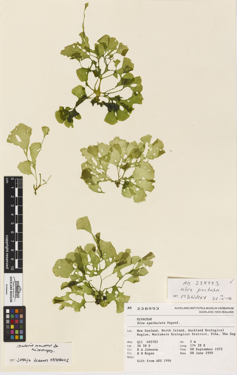 Sea Lettuce photo 7
