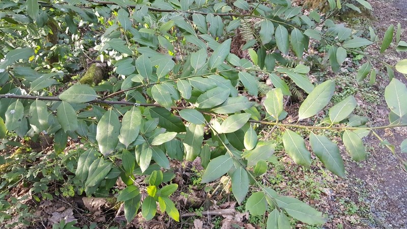 California Laurel photo 5