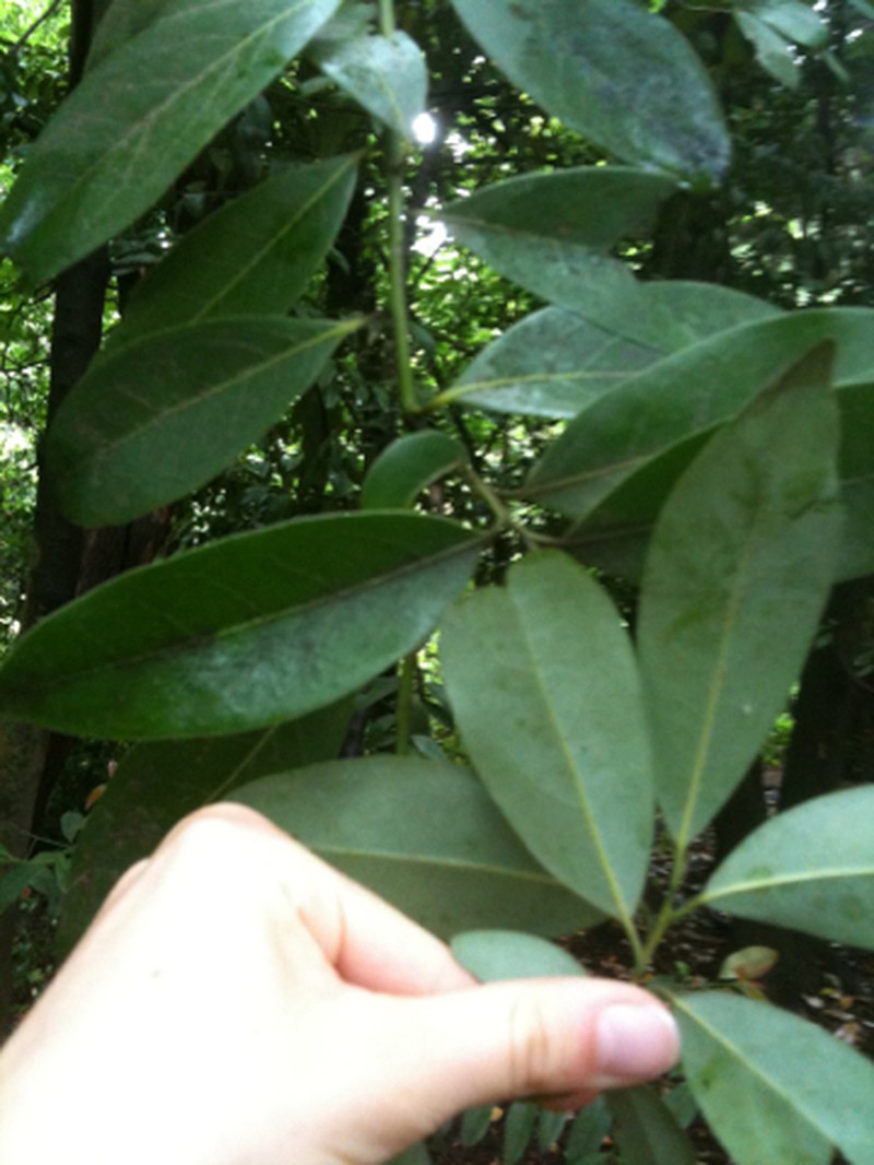 California Laurel photo 6