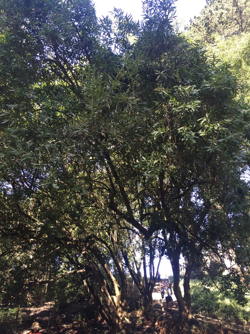 California Laurel photo 7