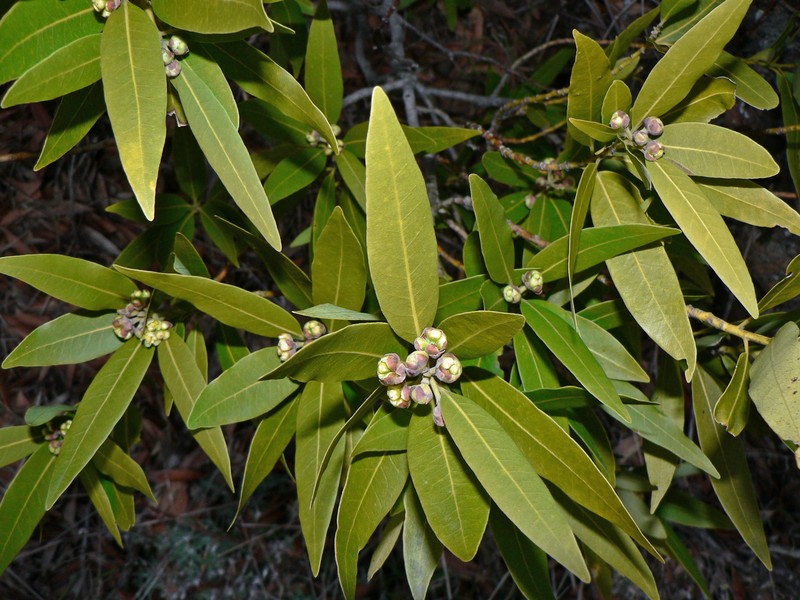 California Laurel photo 2