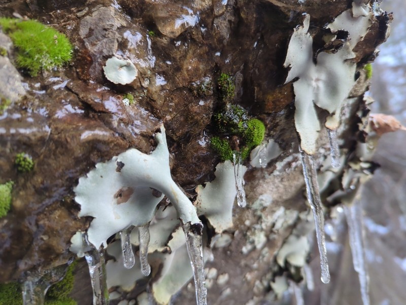 Umbilicaria americana photo 2
