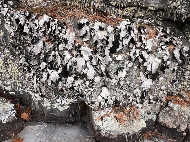 Umbilicaria americana photo 3