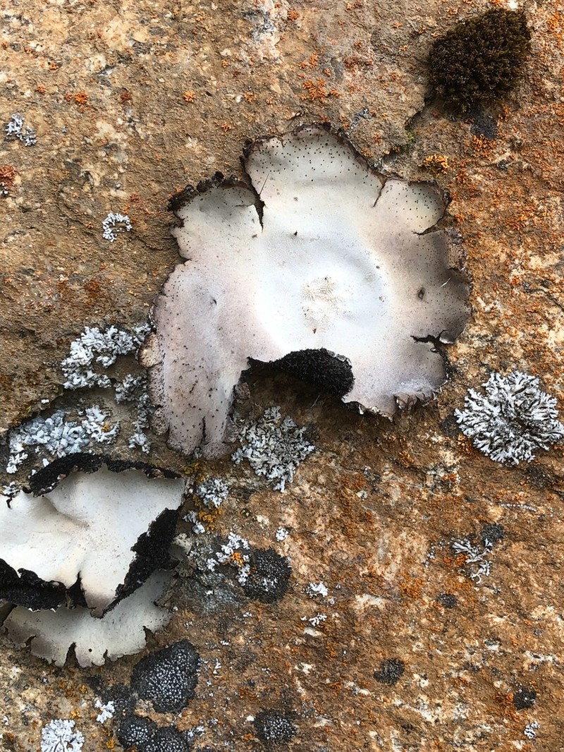 Umbilicaria americana photo 4