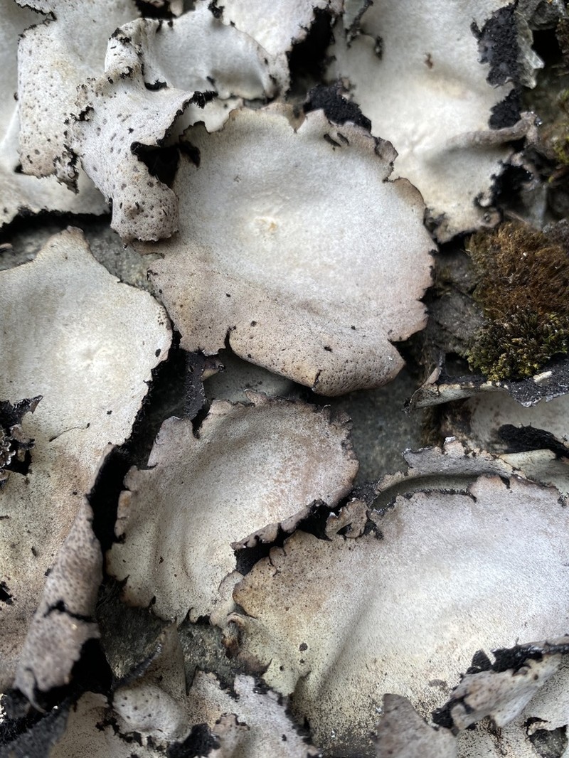 Umbilicaria americana photo 6