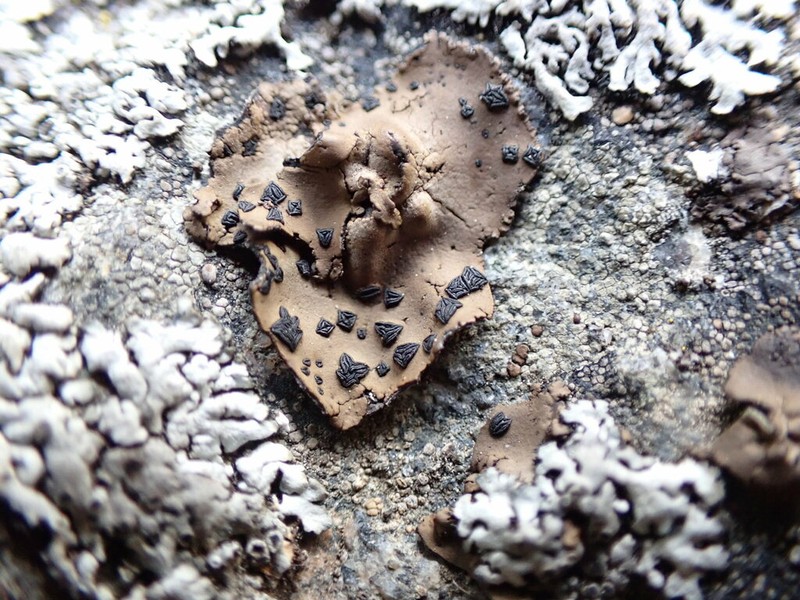 Navel Lichen