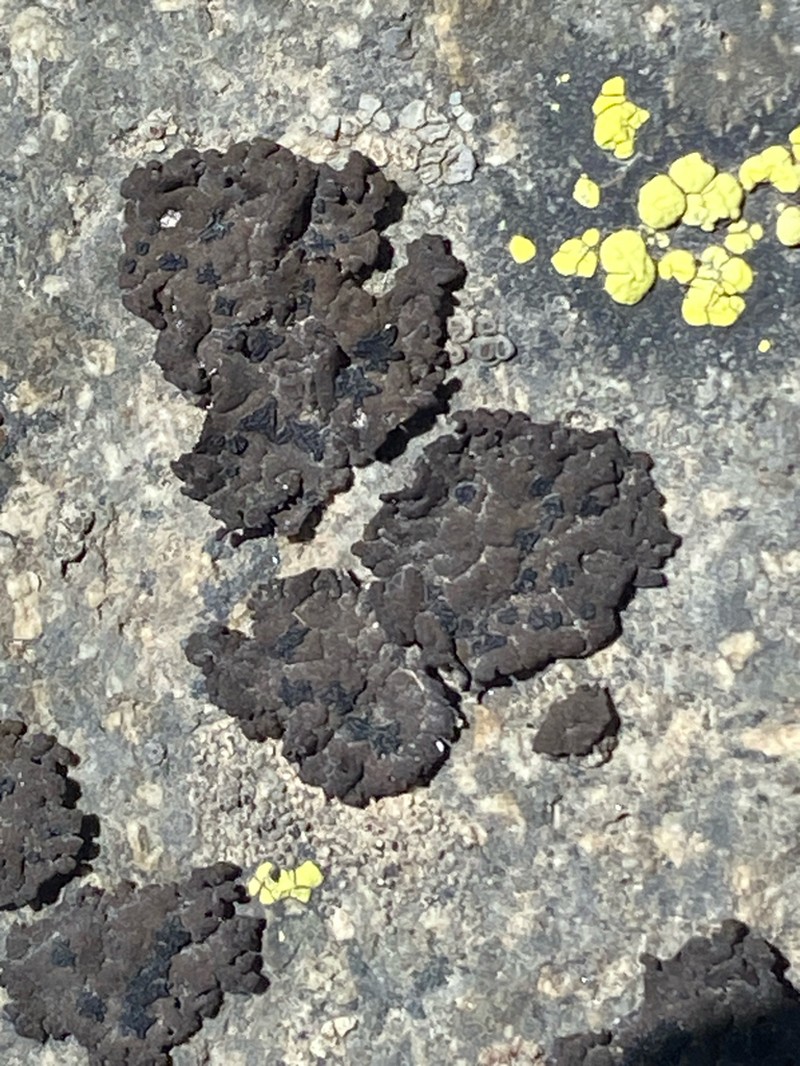 Navel Lichen photo 2