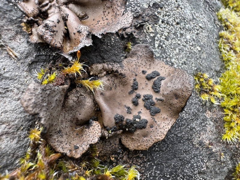 Navel Lichen photo 3