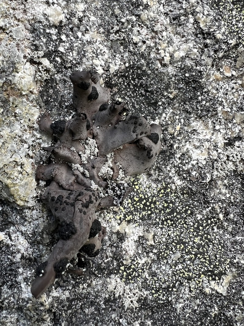 Navel Lichen photo 4
