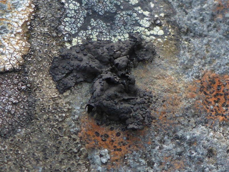 Navel Lichen photo 5