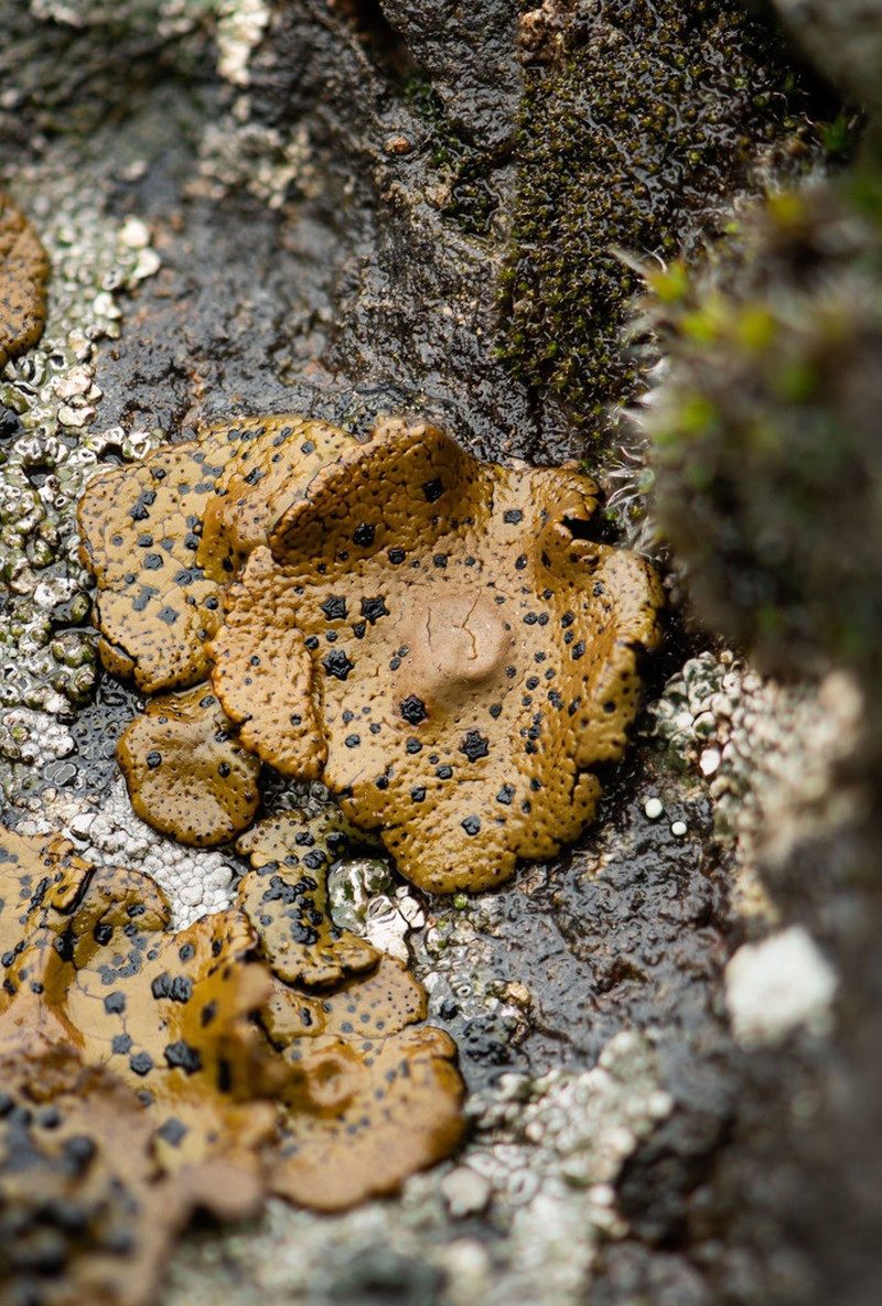 Navel Lichen photo 6