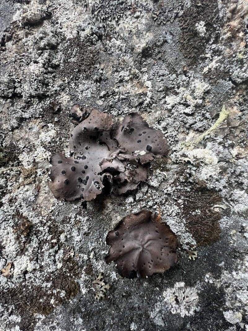 Navel Lichen photo 7