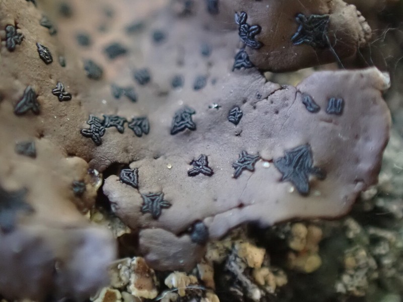 Navel Lichen photo 8