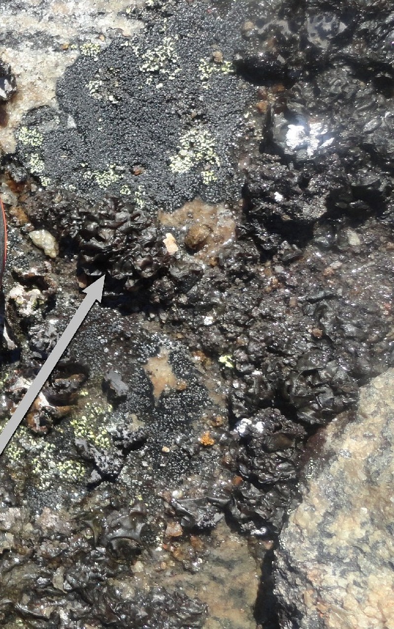 Navel Lichen