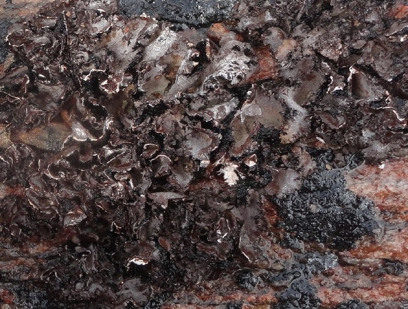 Navel Lichen photo 2