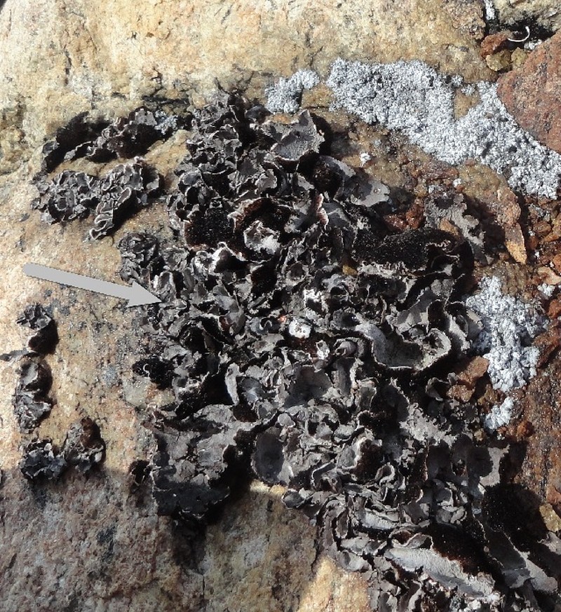 Navel Lichen photo 3