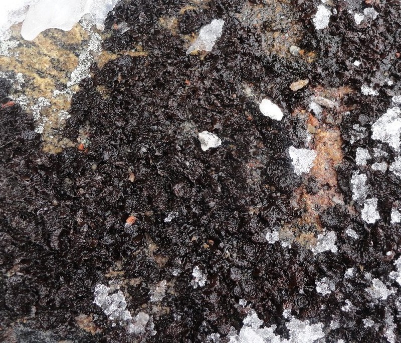 Navel Lichen photo 4