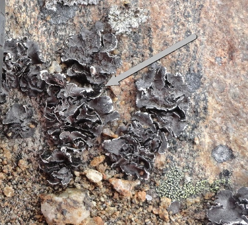 Navel Lichen photo 5