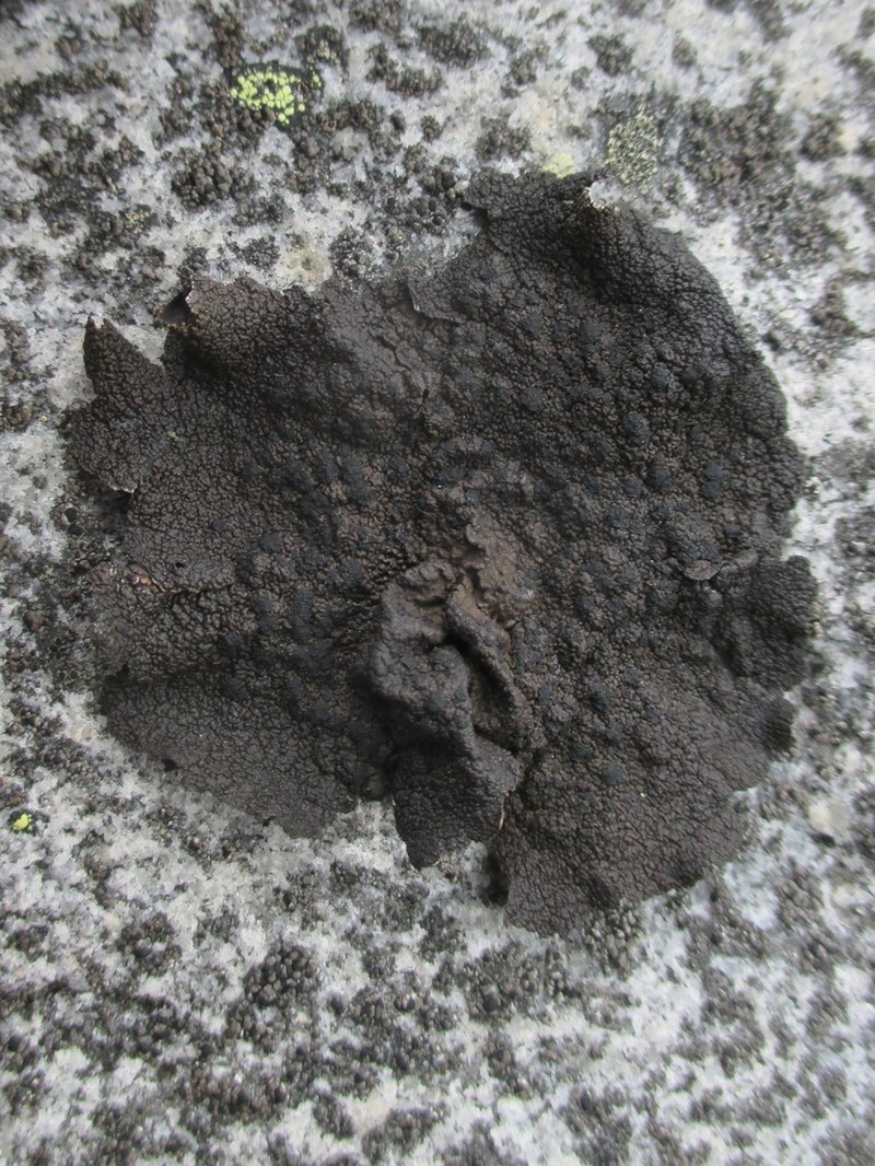 Arctic Navel Lichen photo 2