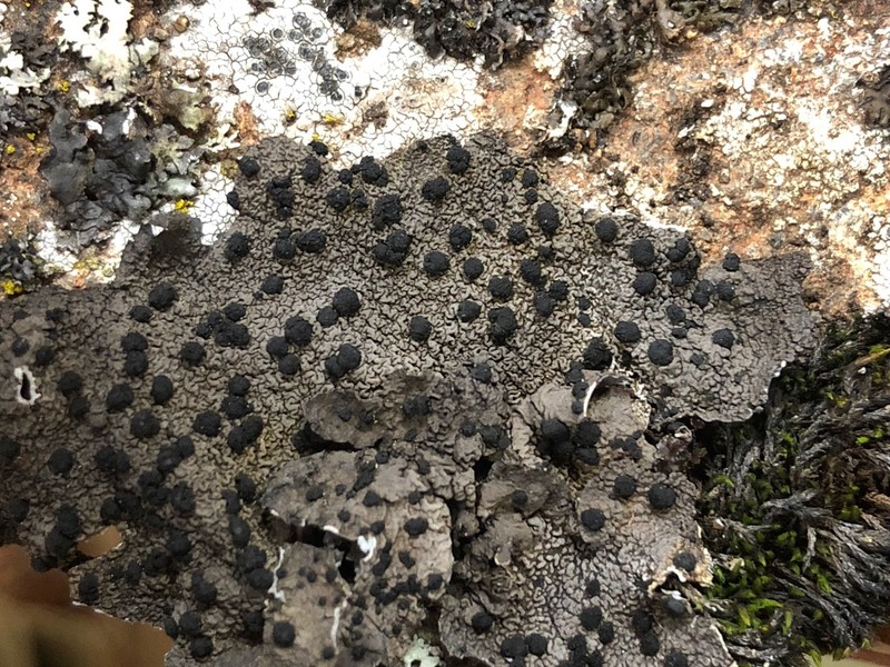 Arctic Navel Lichen photo 3