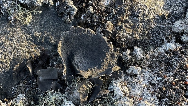 Arctic Navel Lichen photo 4
