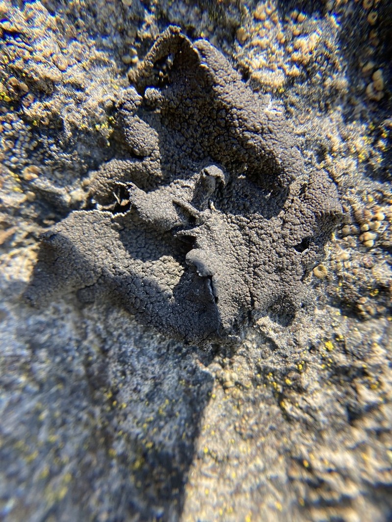 Arctic Navel Lichen photo 5