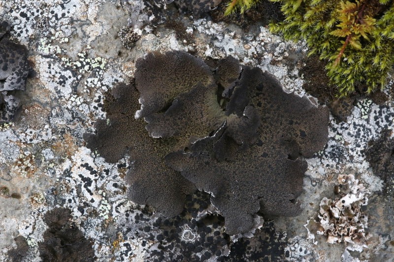Arctic Navel Lichen photo 6