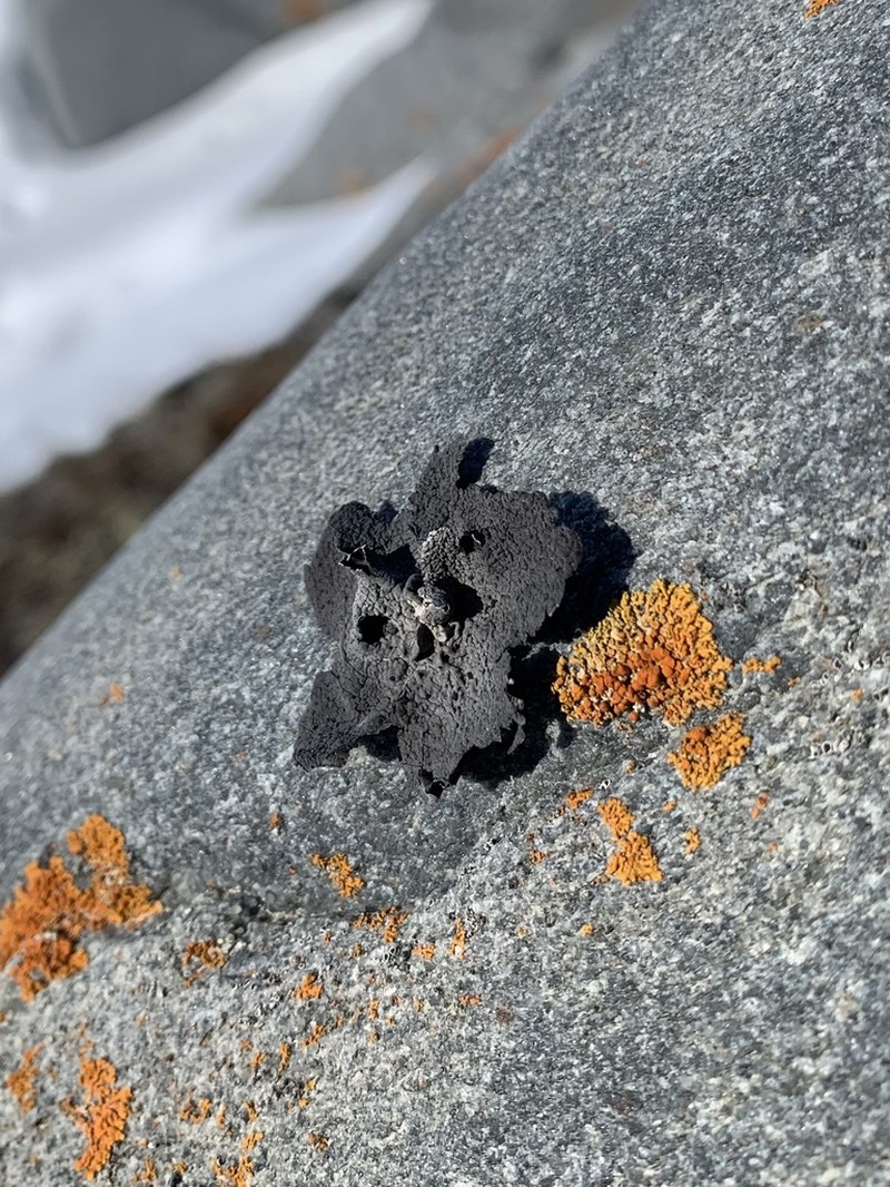 Arctic Navel Lichen photo 7