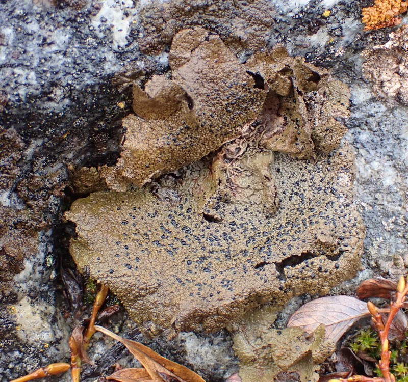 Arctic Navel Lichen photo 8