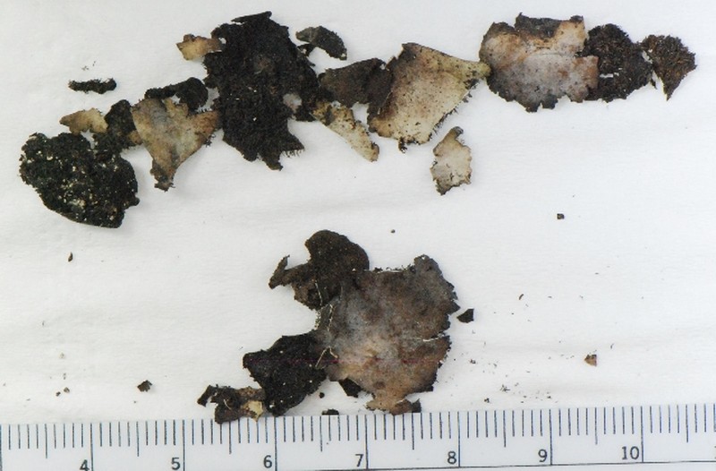 Carolina Navel Lichen