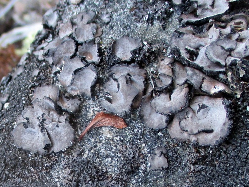 Navel Lichen