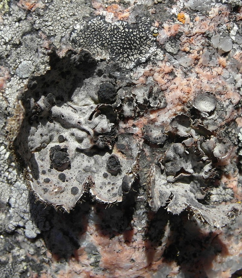 Crusty Navel Lichen photo 2
