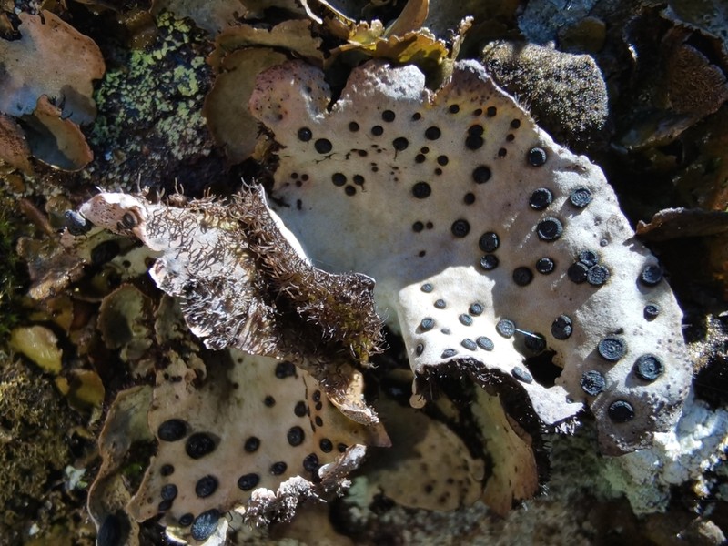 Crusty Navel Lichen photo 4