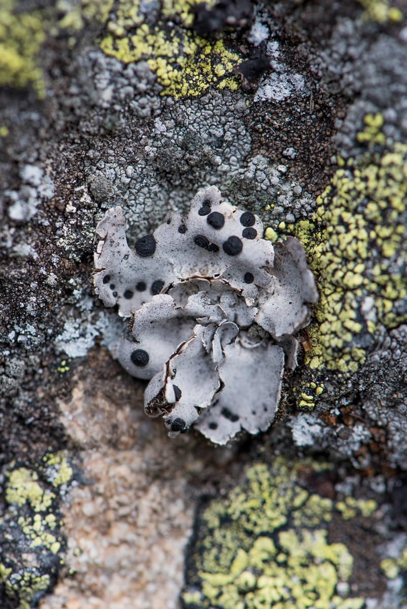 Crusty Navel Lichen photo 5