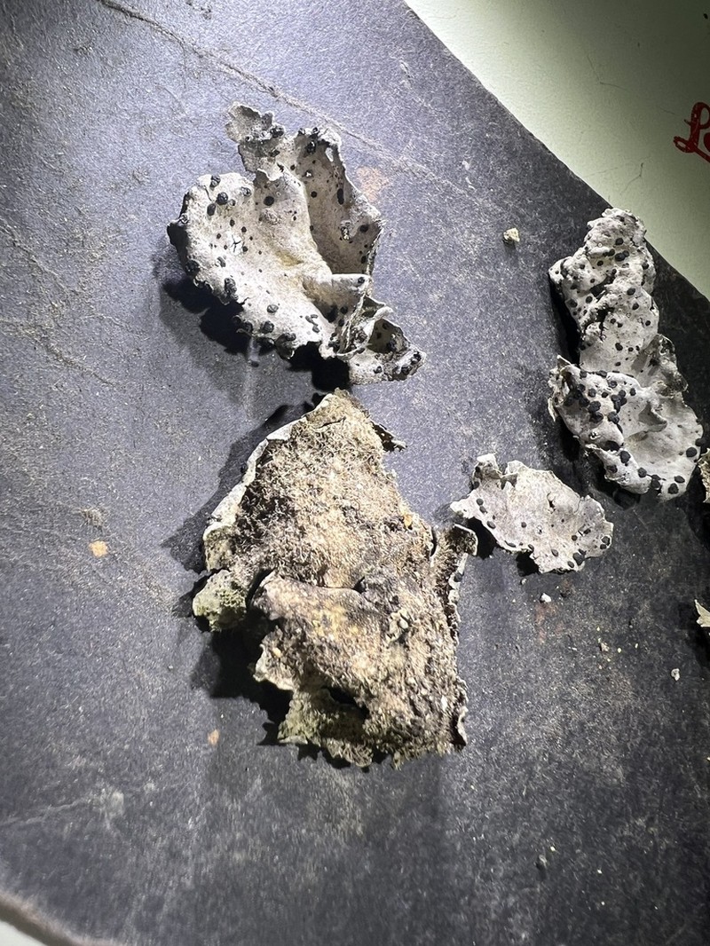 Crusty Navel Lichen photo 6
