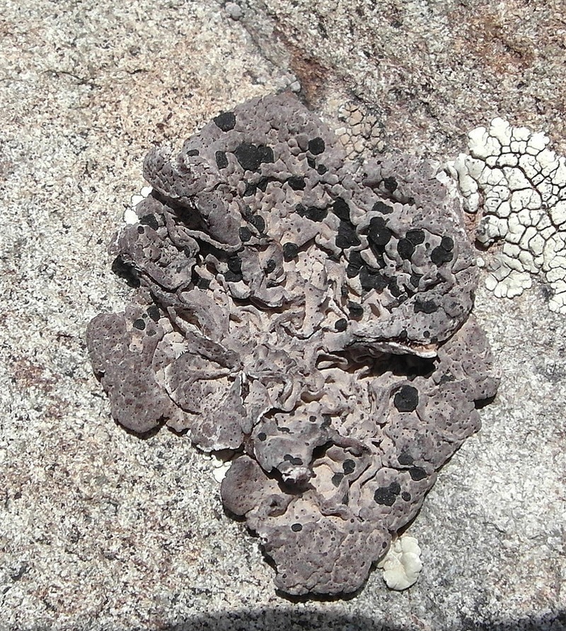 Crusty Navel Lichen photo 7