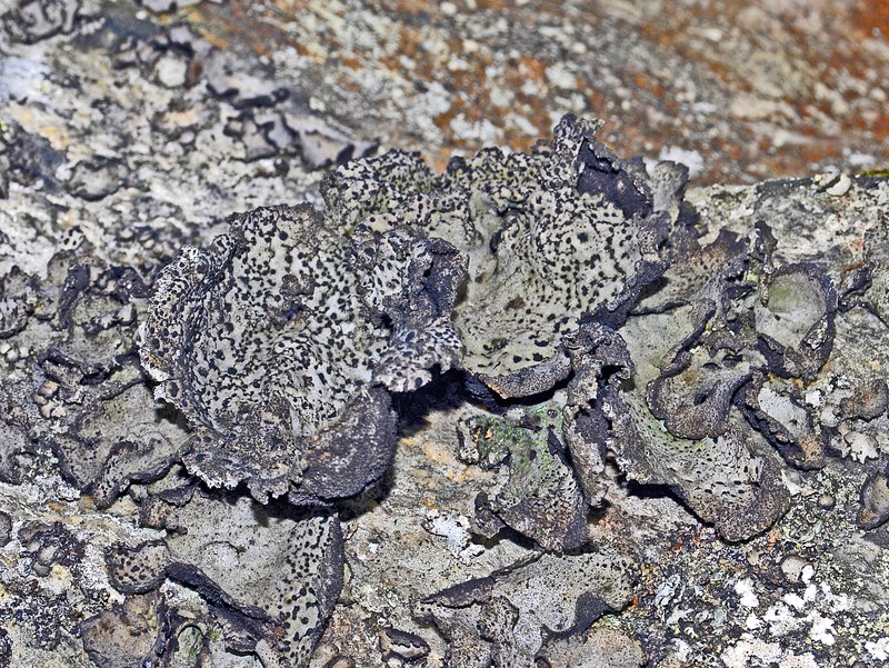 Crusty Navel Lichen