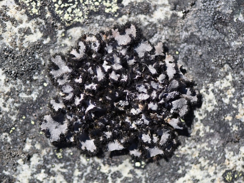 Cylindric Navel Lichen photo 5