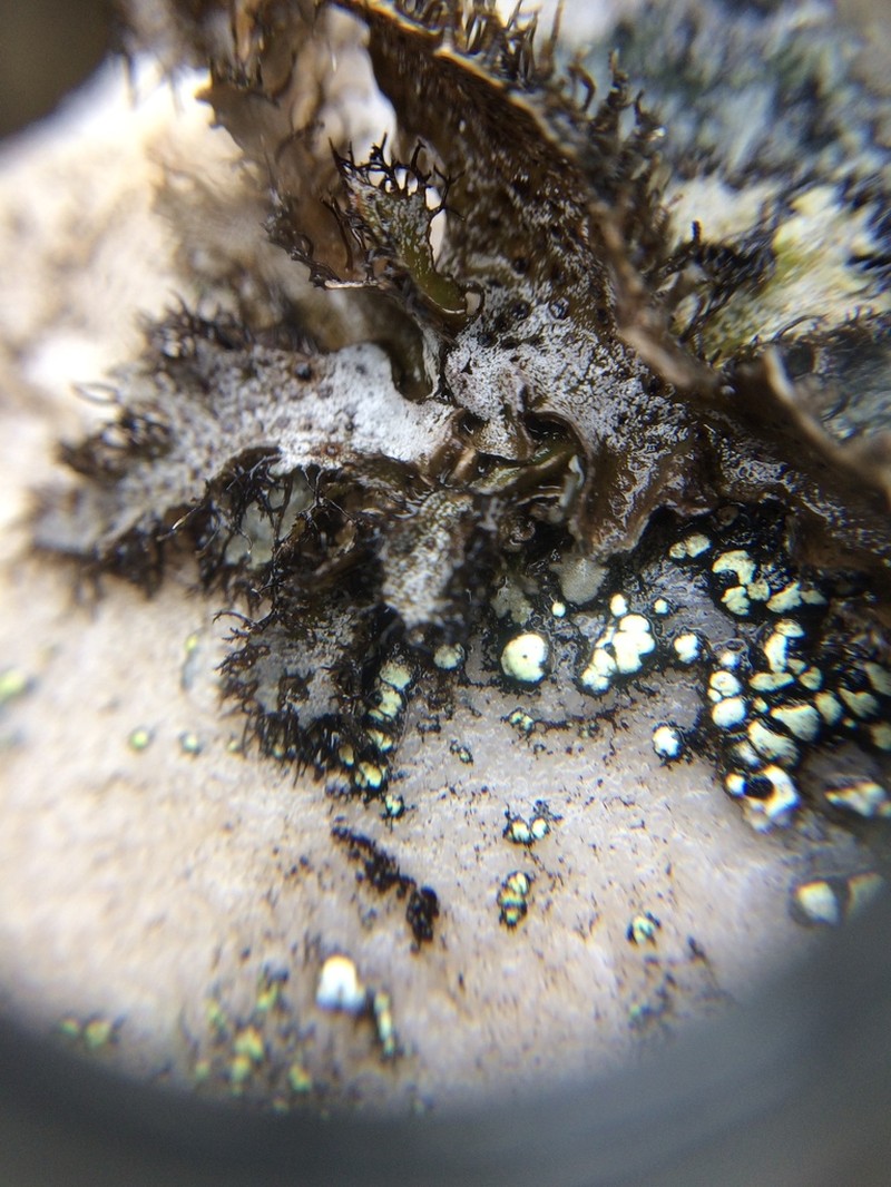 Cylindric Navel Lichen photo 6