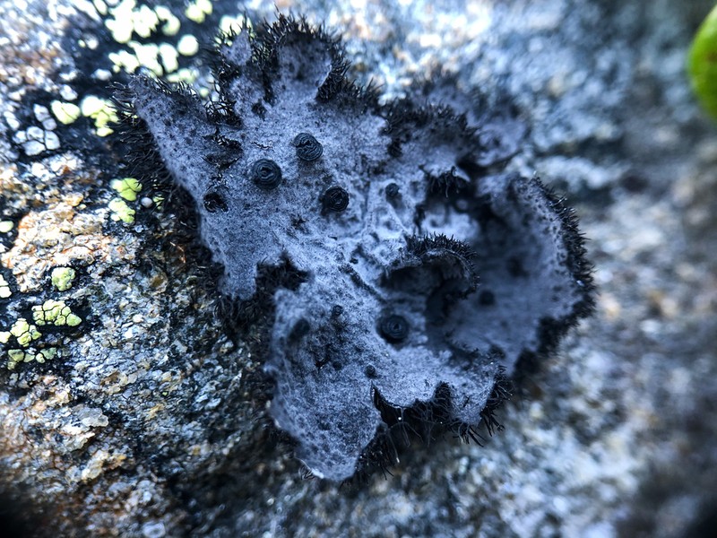 Cylindric Navel Lichen photo 7