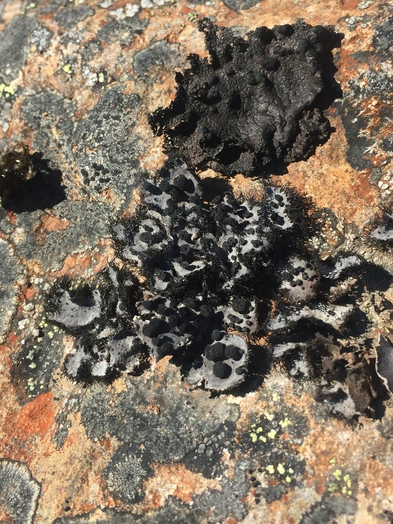 Cylindric Navel Lichen photo 8