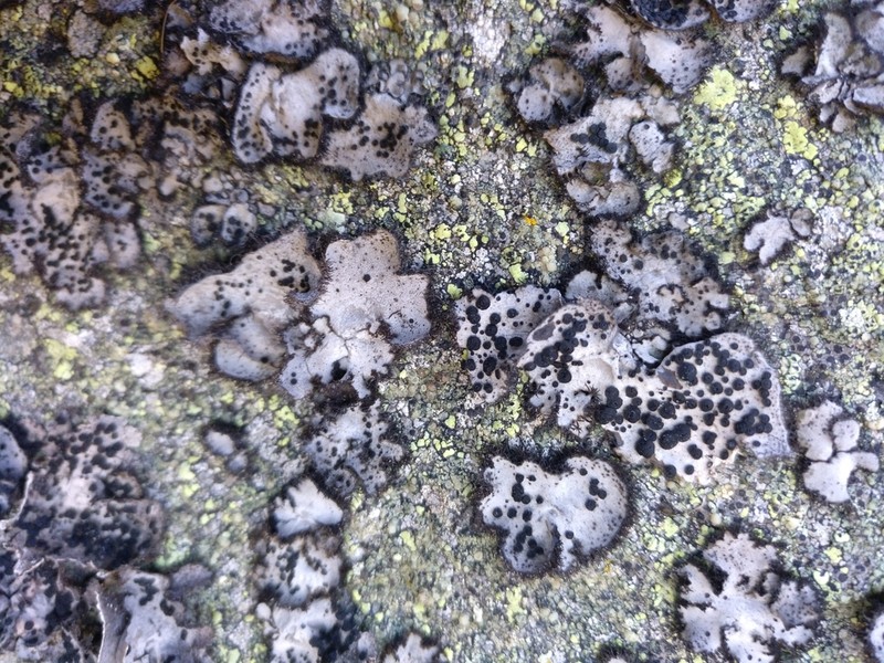 Cylindric Navel Lichen photo 9