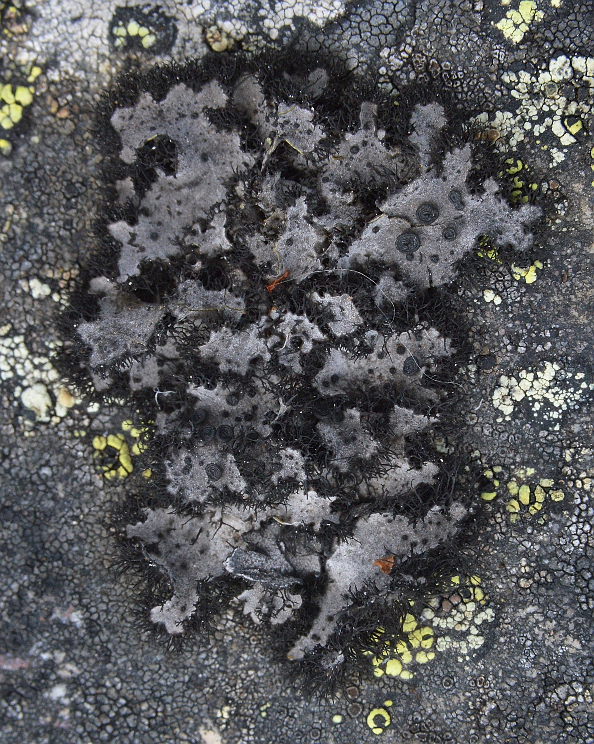 Cylindric Navel Lichen