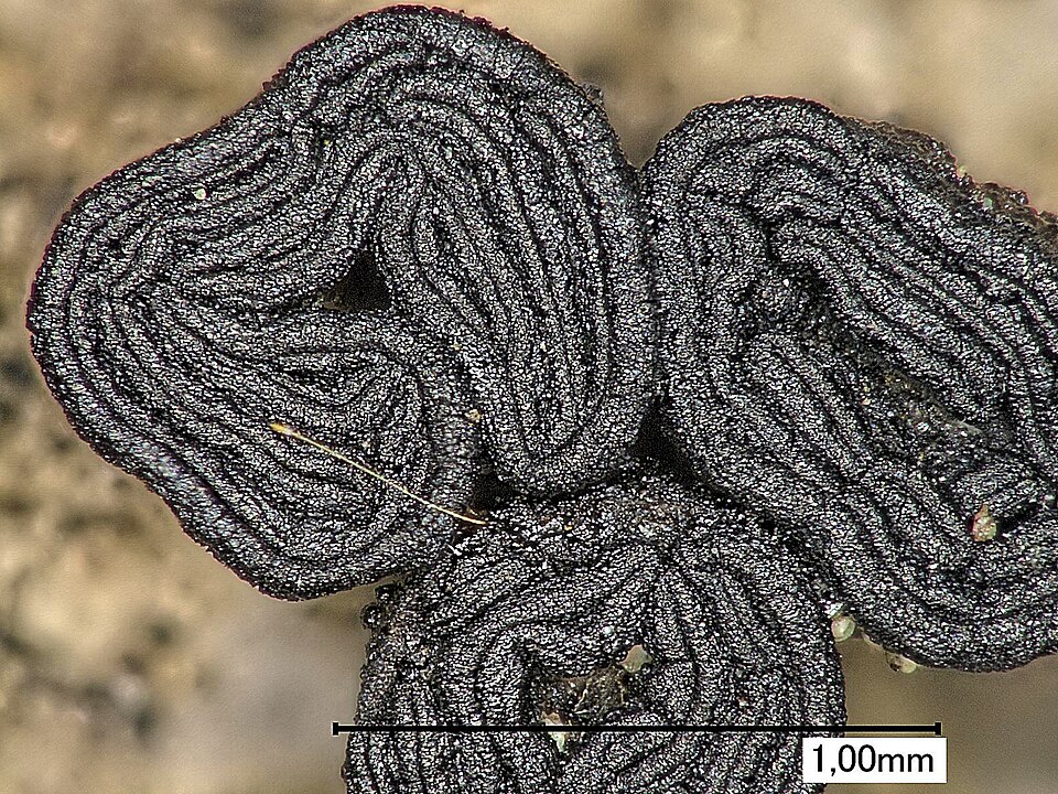 Cylindric Navel Lichen photo 5
